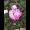 ceqrose