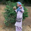 imsya