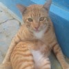 dian