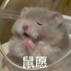 猫豆儿