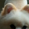 Chatpng.4