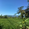 kunangkunang