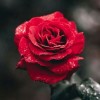 กุหลาบสีแดง🥀