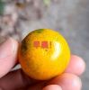 陈述蓉