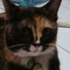 Shantya Arnanto