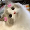 🐱
