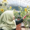 anggie