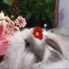 little fairy