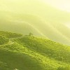 子琳