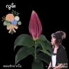 AungkoHtay AungkoHtay