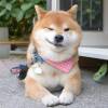 萨摩耶