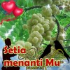 Ahmat Teza
