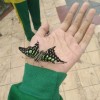 Tinkervie