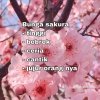 salwa