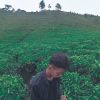 Rommy