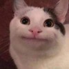Cute cat