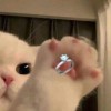 Chompoo su