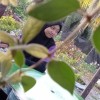 Fatinnad~
