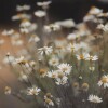 kesorn ph.