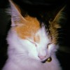 ashley