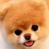 POM  POM