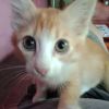 Rendi Kasep