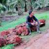 Mancung