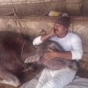Rohmana