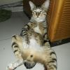 Meoooong