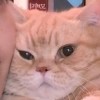 博君一肖
