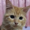 cik meow