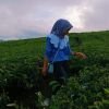 Shanty Yulianii Rovick