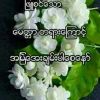 ႏြယ္ေလး ႏြယ္ေလး