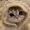 芹