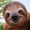 Slothped