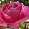 นฤมล สีดา