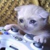 Gamer Cat