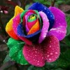 Rainbow Rose
