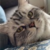 Kees