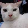 Nugroho
