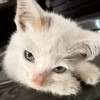 Dani Altaïr