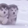 李瑾姿