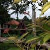 Purwanti