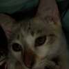 Fayda
