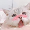 rinaap