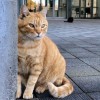 Tanabu