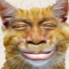 ucing nyanyaw
