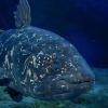 Coelacanth