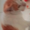 kaa