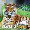 Tiger Tiger